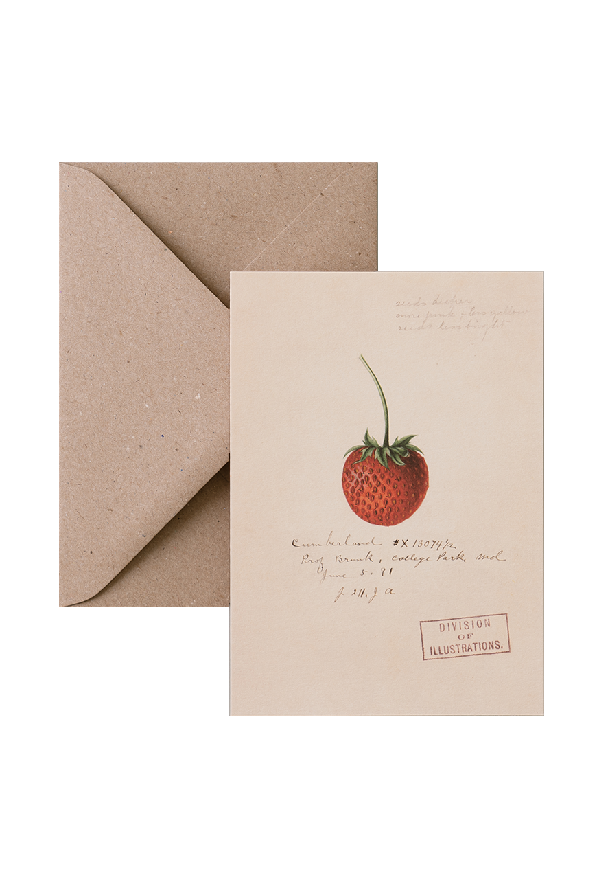 Card &amp; Envelope - Strawberry