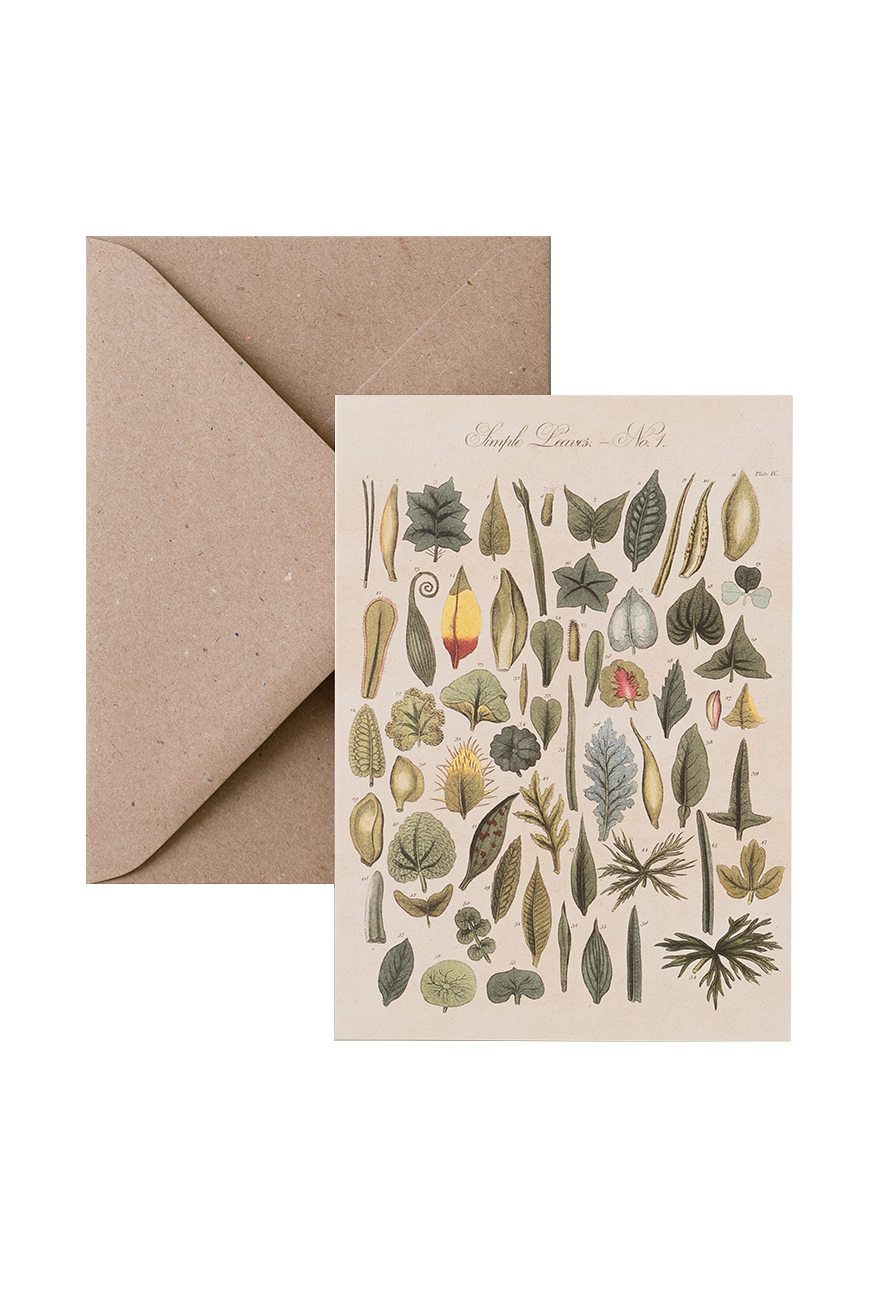 Card &amp; Envelope - Leaves