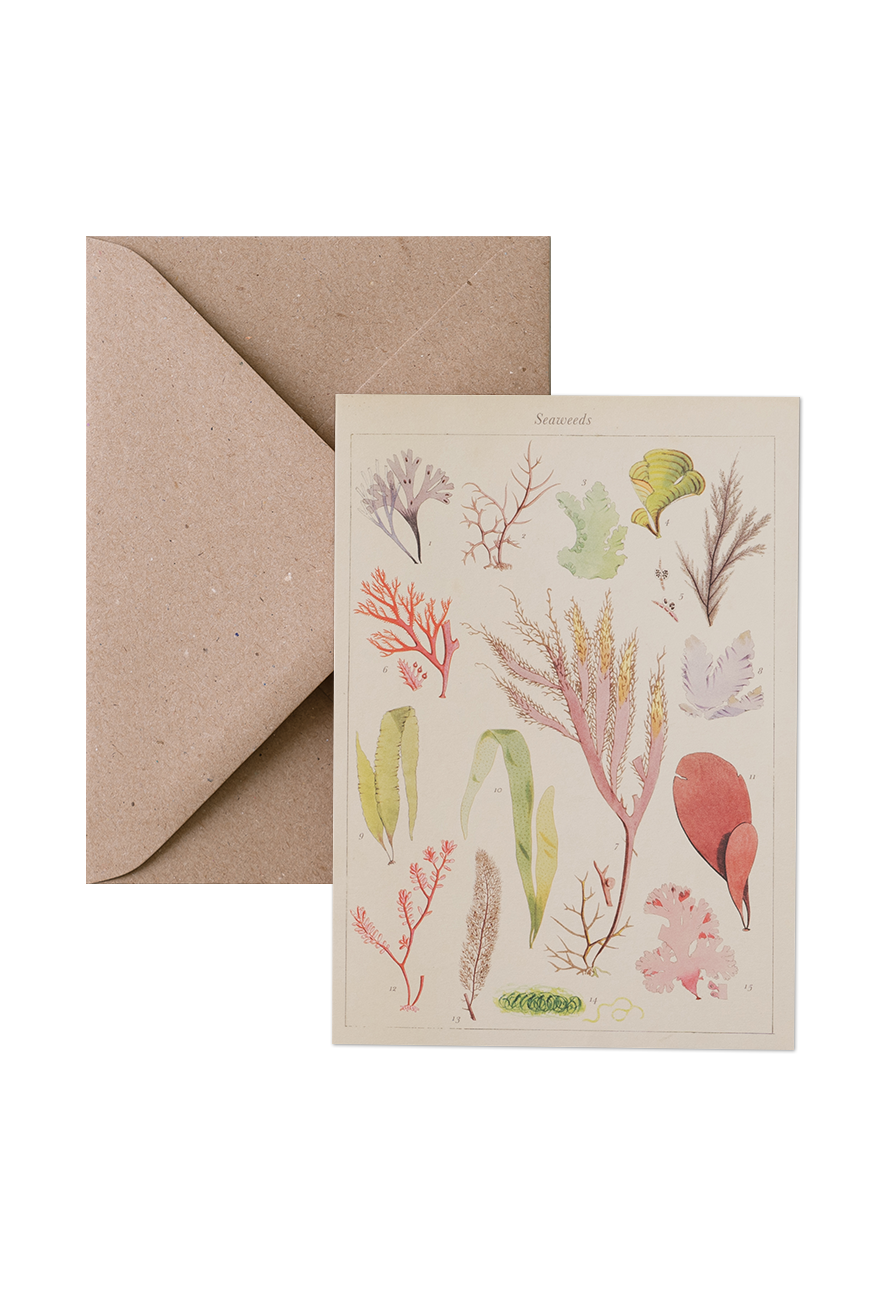 Card &amp; Envelope - Seaweeds