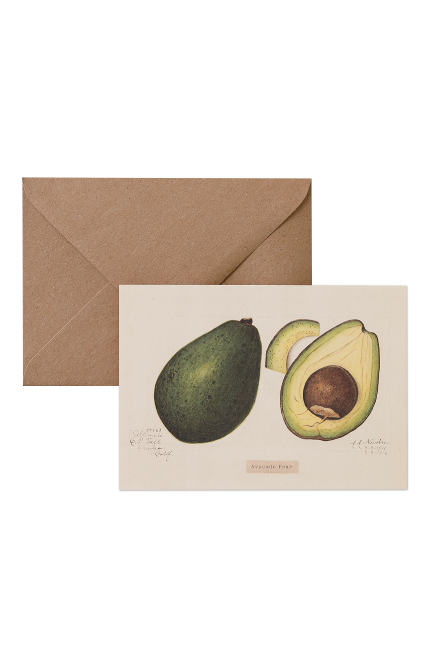 Card &amp; Envelope - Avocado